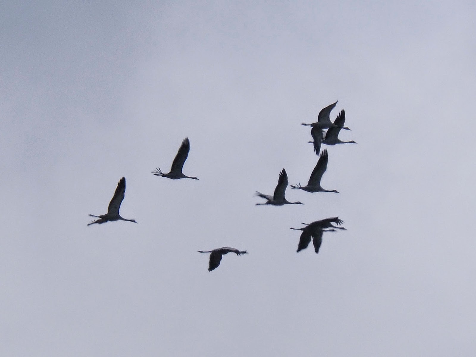 images-of-olive-blakeney